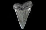 Large, Fossil Mako Shark Tooth - Georgia #75029-1